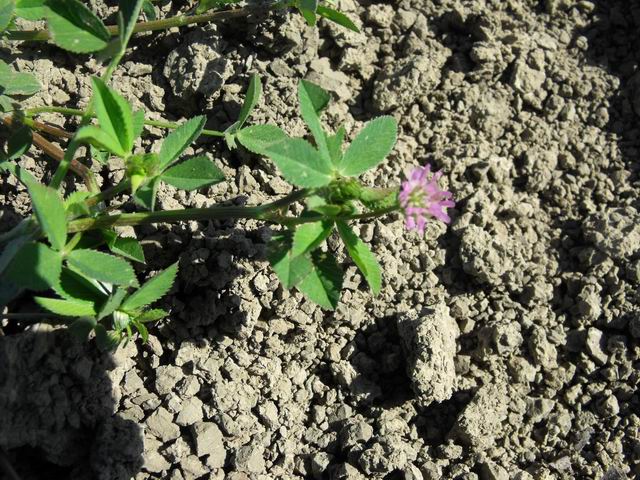 Trifolium resupinatum